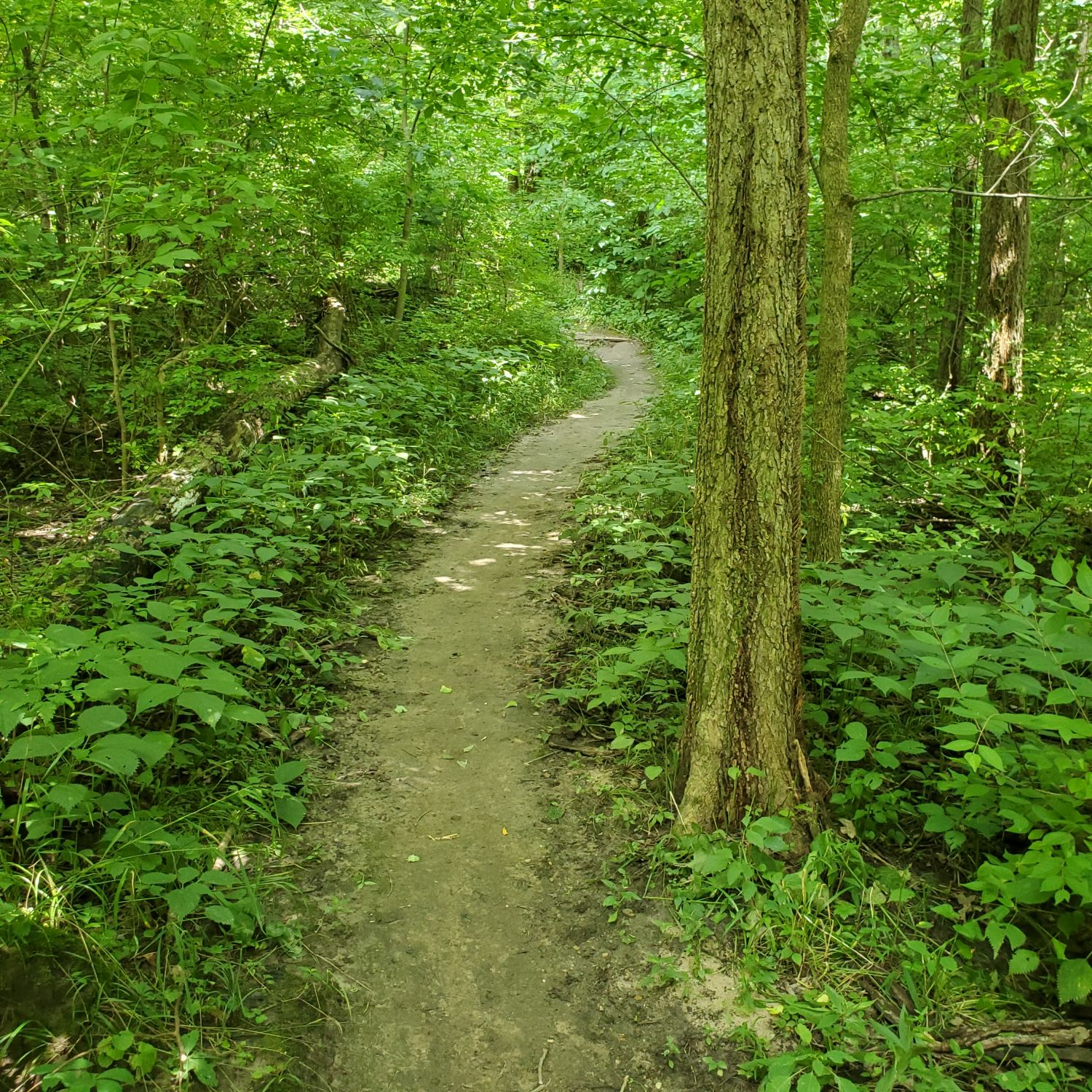 Lick Creek Wildlife Preserve 